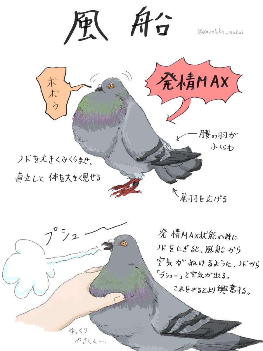 風鷹(かぜたか) tweet media