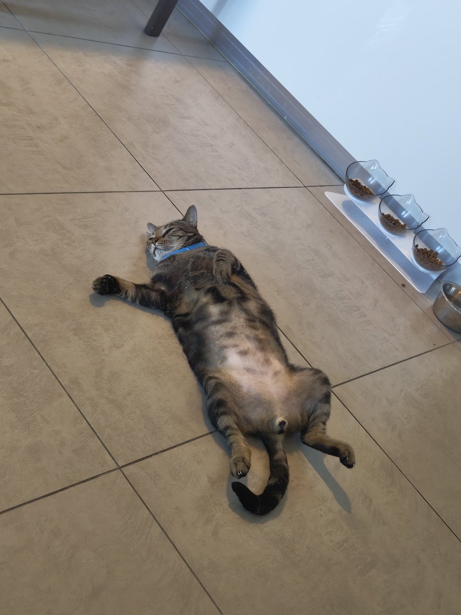 Ian_Cheah90's tweet photo. Anyway here are my 3 cats who are way too spoilt https://t.co/RamJOZZ5e8