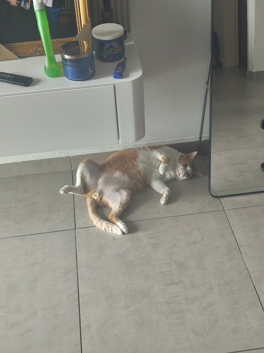 Ian_Cheah90's tweet photo. Anyway here are my 3 cats who are way too spoilt https://t.co/RamJOZZ5e8