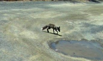 Slygrinx's tweet photo. I had a fox visit me today. First time seeing one one camera in the daytime. https://t.co/ueUfPrZ3qb