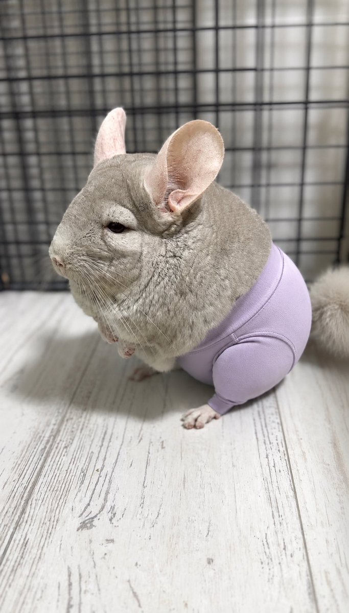 くうふうちゃんねる (@coochannel0) / Posts / X