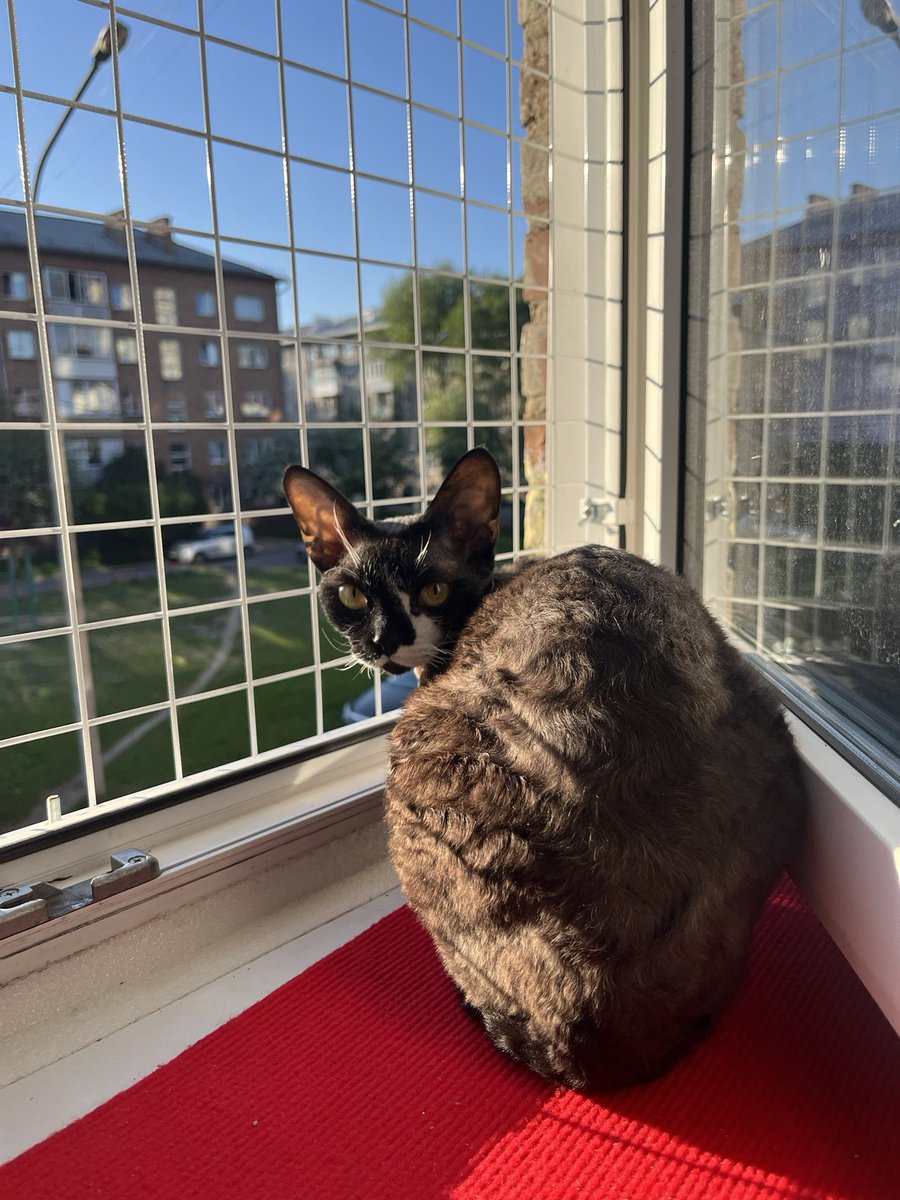 lerasmao's tweet photo. Если меня все-таки зарежет этот черт, потому что оказалось, что у него не делирий, то пусть эти фотографии кота будут доступны онлайн https://t.co/EZMPpC8uyM