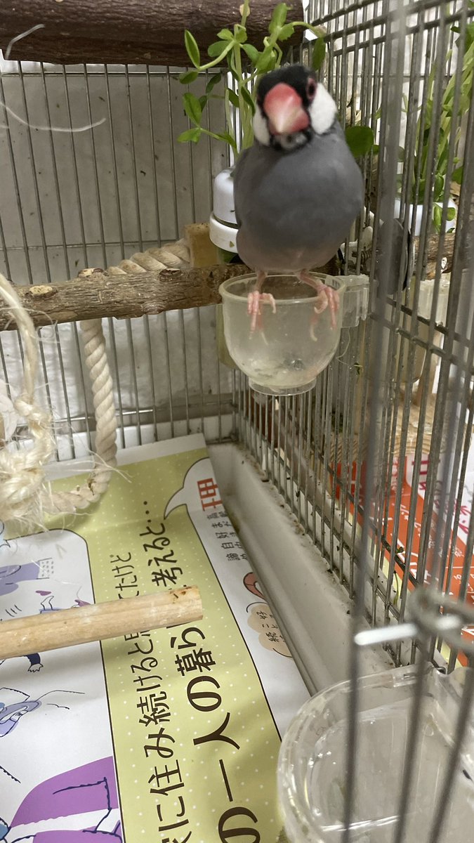 misatomc's tweet photo. 26.6.5
きのうの敷紙

コスモイニシア、ウエルシア https://t.co/dcYsL4vnRq