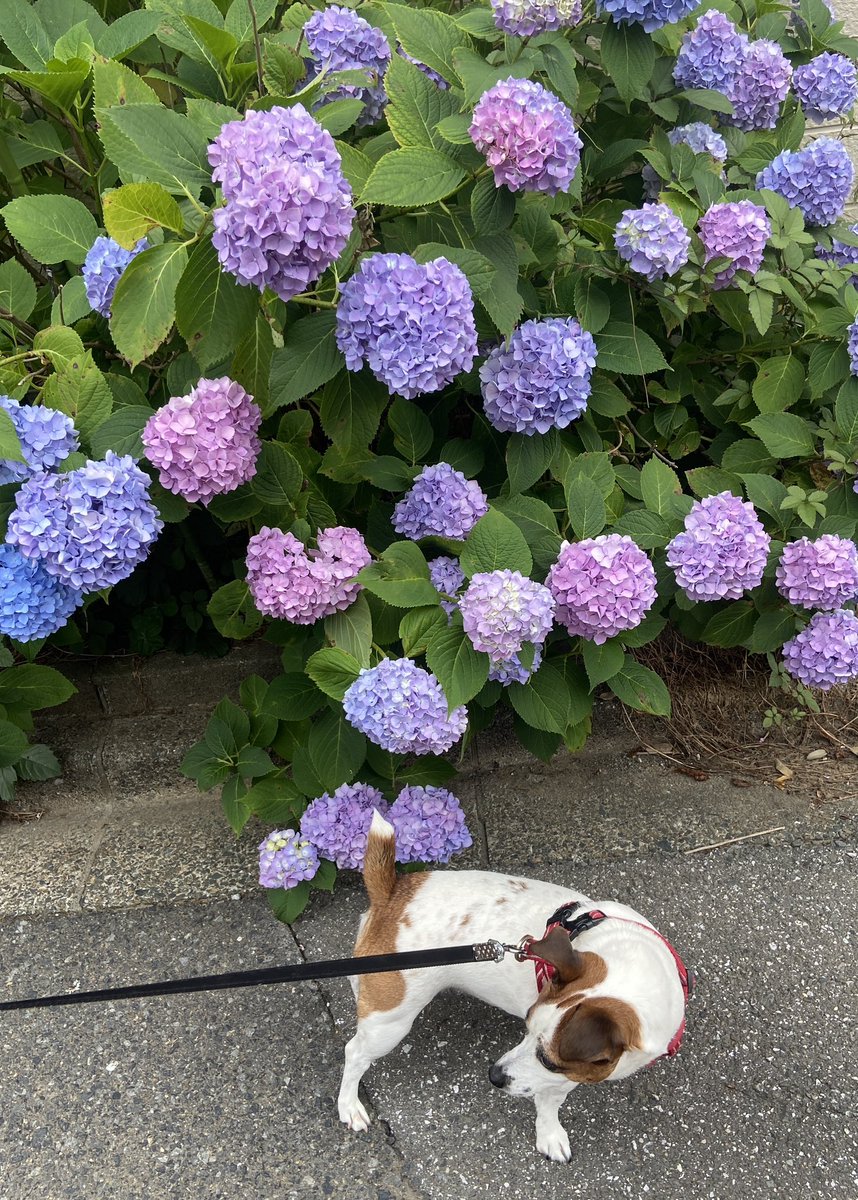 konerico's tweet photo. 紫陽花を散歩。今朝通った道沿いのものはブルー系が多かった。この辺りは今ごろがきれいな見頃かな https://t.co/W1Xj0D6ey3