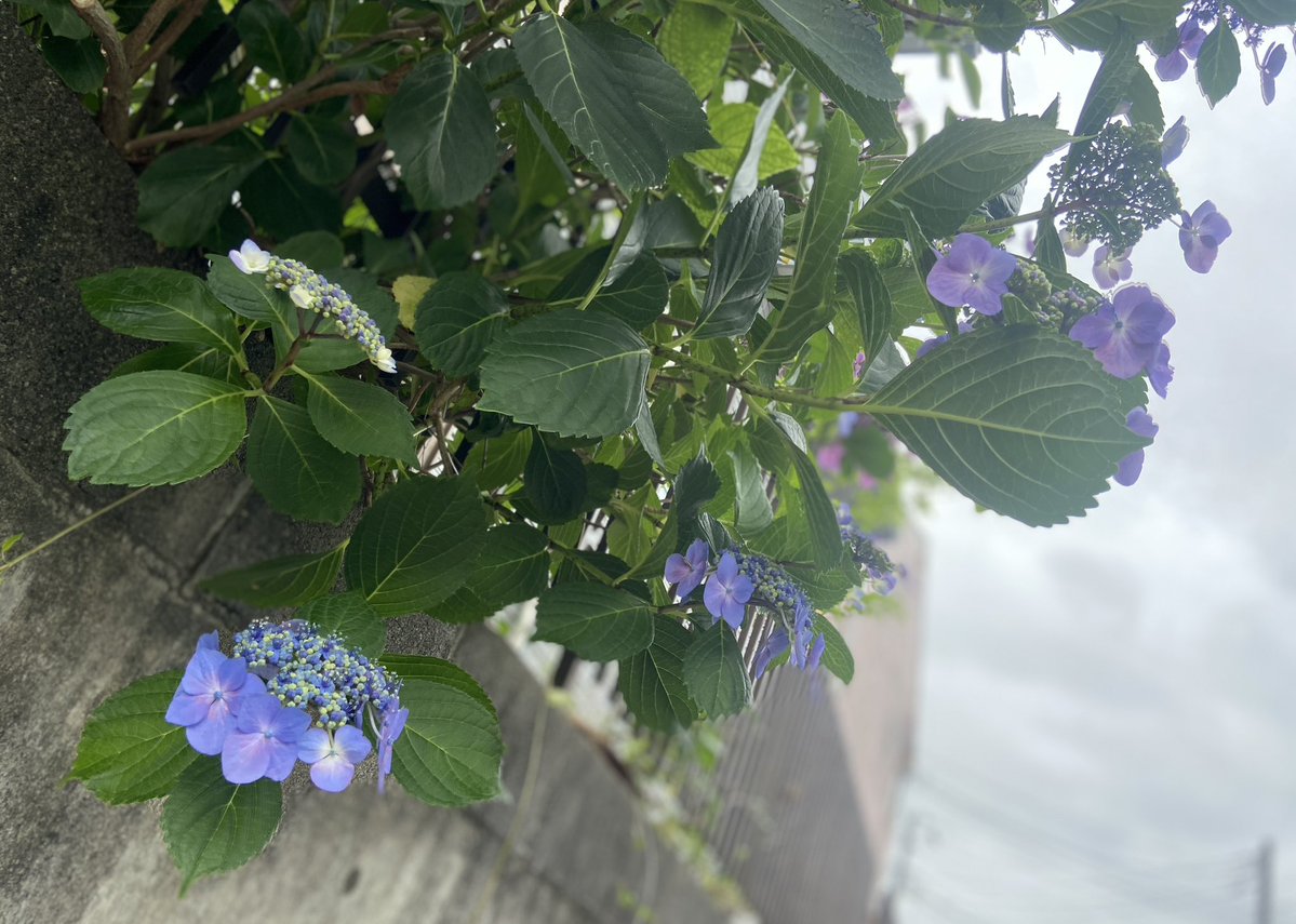 konerico's tweet photo. 紫陽花を散歩。今朝通った道沿いのものはブルー系が多かった。この辺りは今ごろがきれいな見頃かな https://t.co/W1Xj0D6ey3