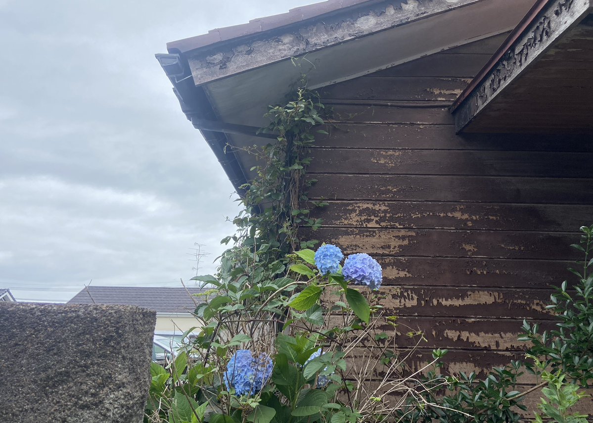 konerico's tweet photo. 紫陽花を散歩。今朝通った道沿いのものはブルー系が多かった。この辺りは今ごろがきれいな見頃かな https://t.co/W1Xj0D6ey3