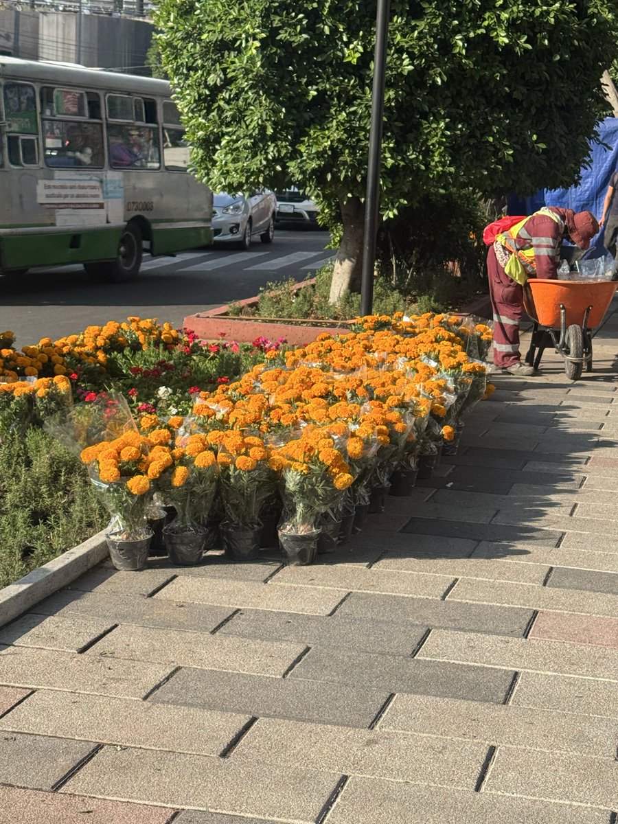 ALCARIED's tweet photo. Menos decoración temporal por el Mundial y más inversión en infraestructura  que realmente beneficie a la ciudad.  #EstadioDeMéxico #NoticiasMéxico #cdmx 
#lacapitaldelatransformación bienvenido el #mundial2026 #FIFA @ClaraBrugadaM @canal6tv @NoticiaMex @AztecaNoticias https://t.co/hXQhbShSpy
