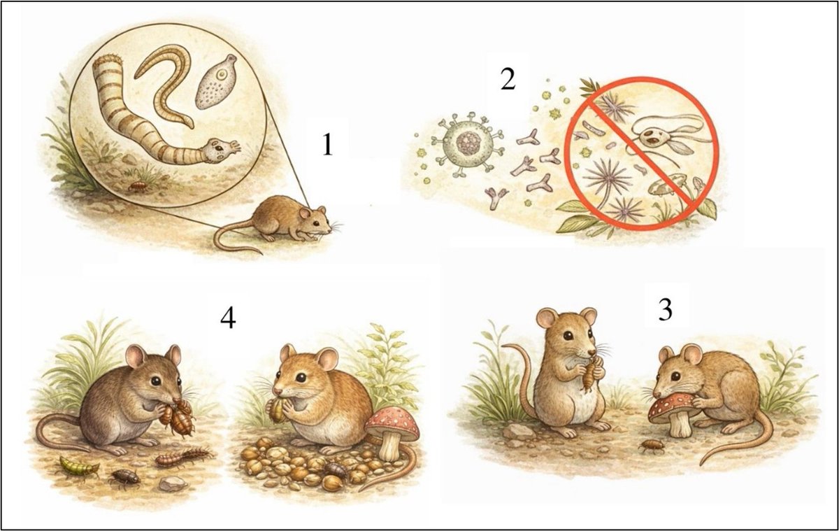 AMMACMamMex's tweet photo. "Los parásitos como motores evolutivos de los mamíferos" por César F. Hernández-Urbina, Roxana Acosta y Jesús A. Fernández publicado en  Therya ixmana 5(3): https://t.co/pM99kHhCkS
Imagen: César Francisco Hernández-Urbina con ChatGPT, OpenAI
@fciencias @somosuacj @UACHMx https://t.co/dwy55Ocwmo