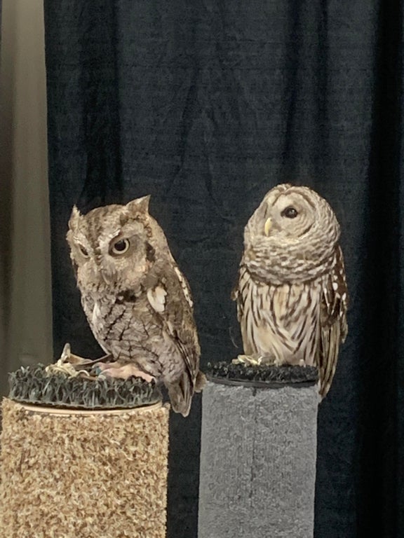 OwlEveryDay's tweet photo. https://t.co/KHcxAfqdMv