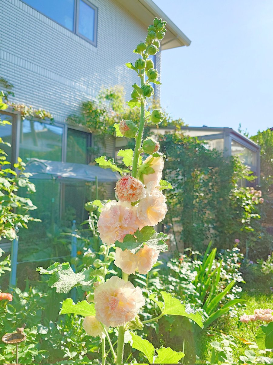 killblue's tweet photo. アルセア開花

この子が咲くと梅雨が始まるなーと
しみじみ感じる☔
因みに上まで咲ききる時期には
大体梅雨明け☀

天気予報みたいな子です🌼

#ガーデニング
#タチアオイ https://t.co/JekvZSH81i