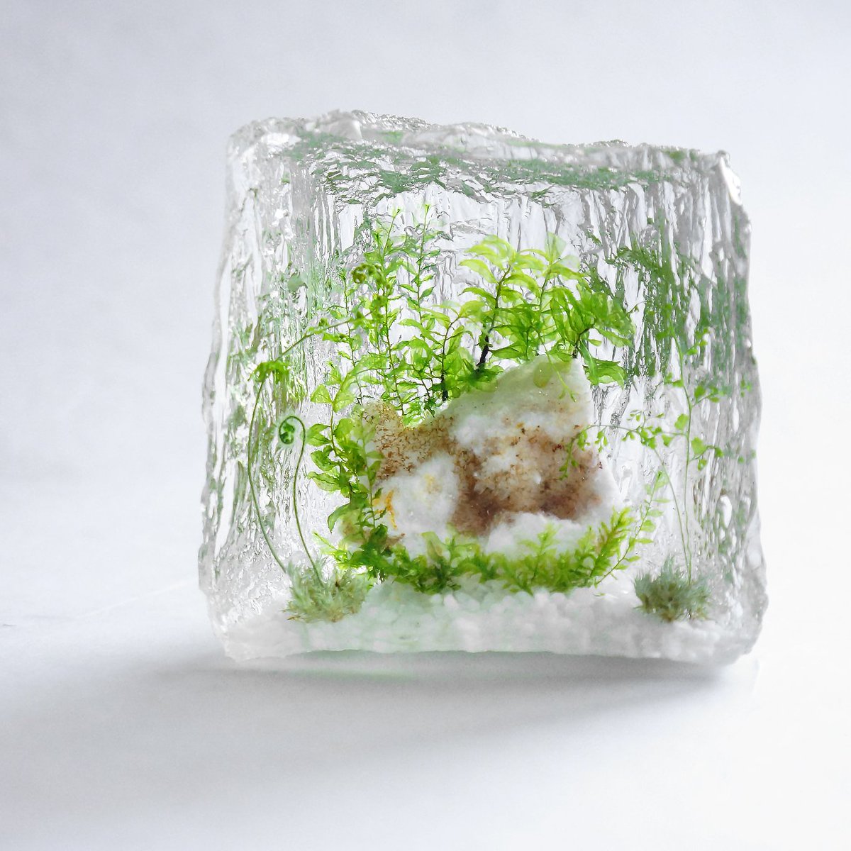 amazing_resin's tweet photo. #一目で私の作品とバレる印

レジンの中にみずみずしいシダや苔が生えていたら私の作品 https://t.co/lRpvifzgB1