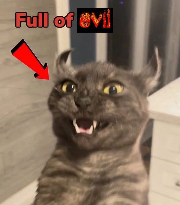 PunchingCat's tweet photo. https://t.co/m2FZMpz5gs