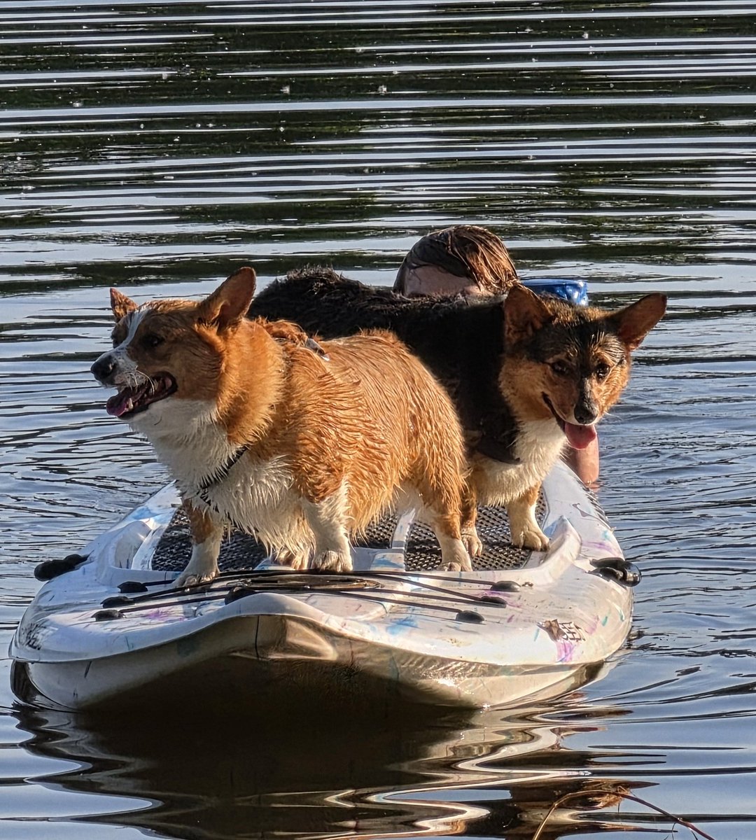Indy_the_Corgi's tweet photo. Happy #internationalcorgiday https://t.co/C4j8dCXZPq