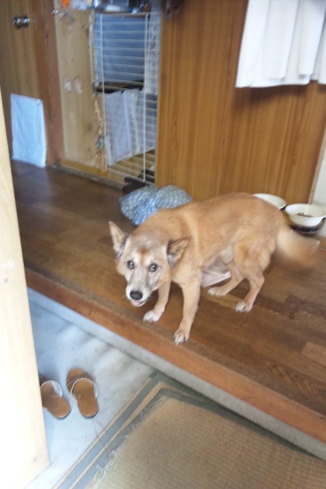 mondashi0720's tweet photo. たすお…見てるか…?
なんかお前バズってるぞ(本名・元気)。 https://t.co/pDBU9TiZ7O