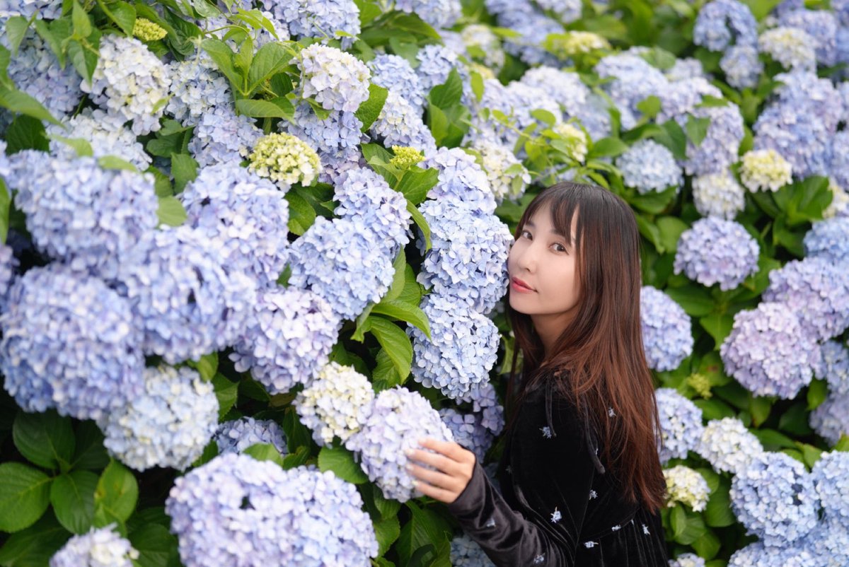 messme12e's tweet photo. 今年初めての紫陽花！
あと何回紫陽花撮れるかな？📸 https://t.co/g4umZSXw1X