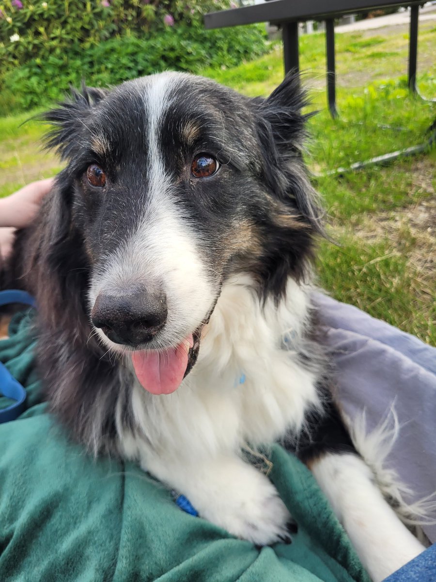 MEmoosemission's tweet photo. See you on the other side Pals 💛🐶🌈

I'm gonna say hi to Azlan @Beata_Azlan and Wilma @WilmaBenton19 and Maxx and Penny @CanadianPenny1 and Rex @rexthetvterrier and all of the other pals I made on here - we're gonna finally get to run together on the bridge! ❤️ https://t.co/OSWTRslqpK