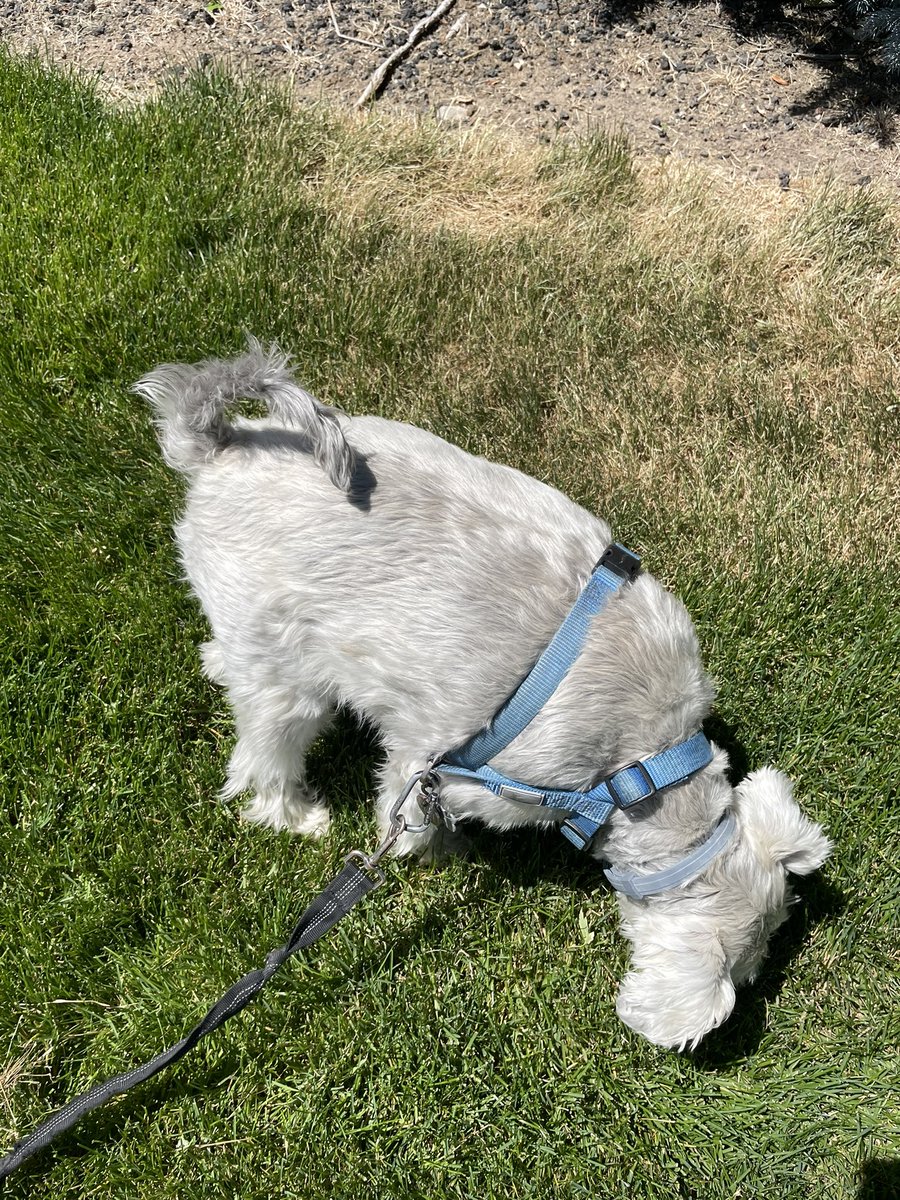wanderfall9's tweet photo. Stop and sniff, stop and sniff, stop and sniff. And then he dawdles. This is why walks take for-ev-er. https://t.co/EeVoNo9zcx