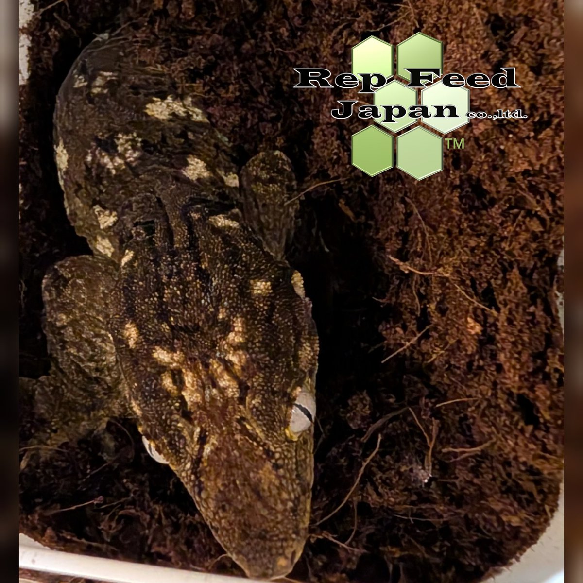 repfeedjapan's tweet photo. ジャイアントゲッコーも産卵！
#ジャイアントゲッコー
#ガーゴイルゲッコーフィード https://t.co/v98p7W8buy