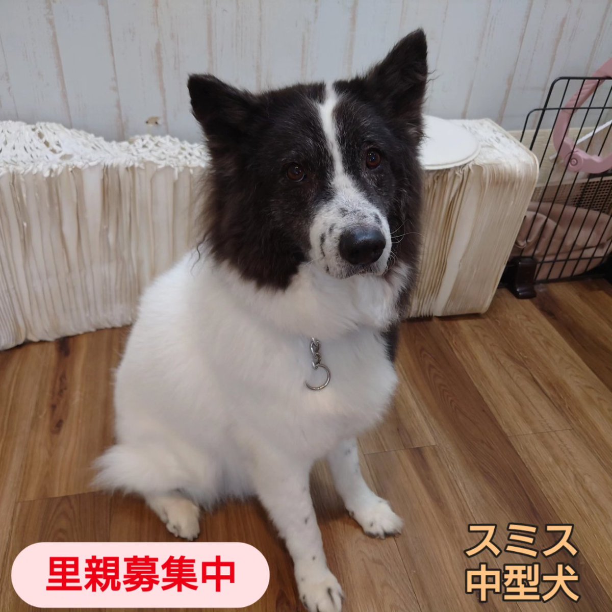 orangeinu's tweet photo. 現在換気扇が経年劣化によりうるさいです💔
先月28日に管理会社さんへ交換の依頼を出しています
静かな換気扇への移行、もう少々お待ち下さいませ🙏

本日レオン店長有給休暇日💡
通常営業でお待ちしております✨️

#保護犬 #雑種 #ダックス #トイプードル #里親募集 #東京 #東京スカイツリー #浅草 https://t.co/R3U69ogabv