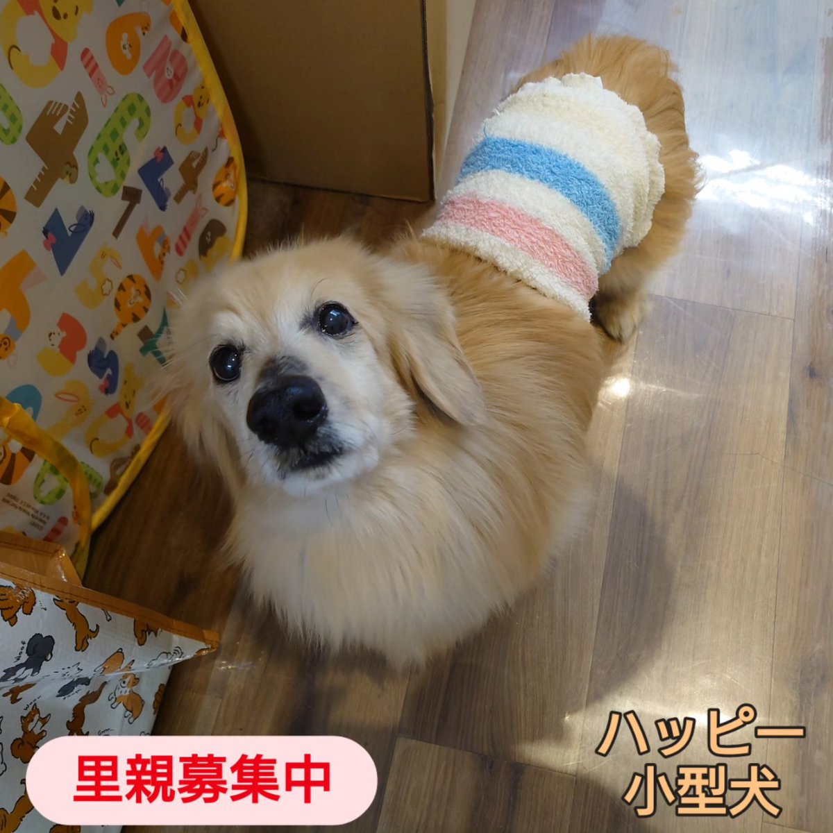 orangeinu's tweet photo. 現在換気扇が経年劣化によりうるさいです💔
先月28日に管理会社さんへ交換の依頼を出しています
静かな換気扇への移行、もう少々お待ち下さいませ🙏

本日レオン店長有給休暇日💡
通常営業でお待ちしております✨️

#保護犬 #雑種 #ダックス #トイプードル #里親募集 #東京 #東京スカイツリー #浅草 https://t.co/R3U69ogabv