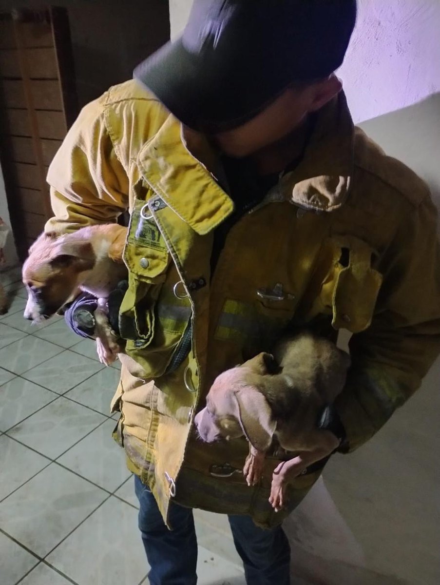 FiscaliaMich's tweet photo. 🚨⚠️ En Apatzingán, rescatamos a 7 caninos en condiciones de maltrato. hechos ocurridos en la colonia Palmira de este municipio
➡️ https://t.co/OAuiOJYFNE https://t.co/BLqQiqkc8x
