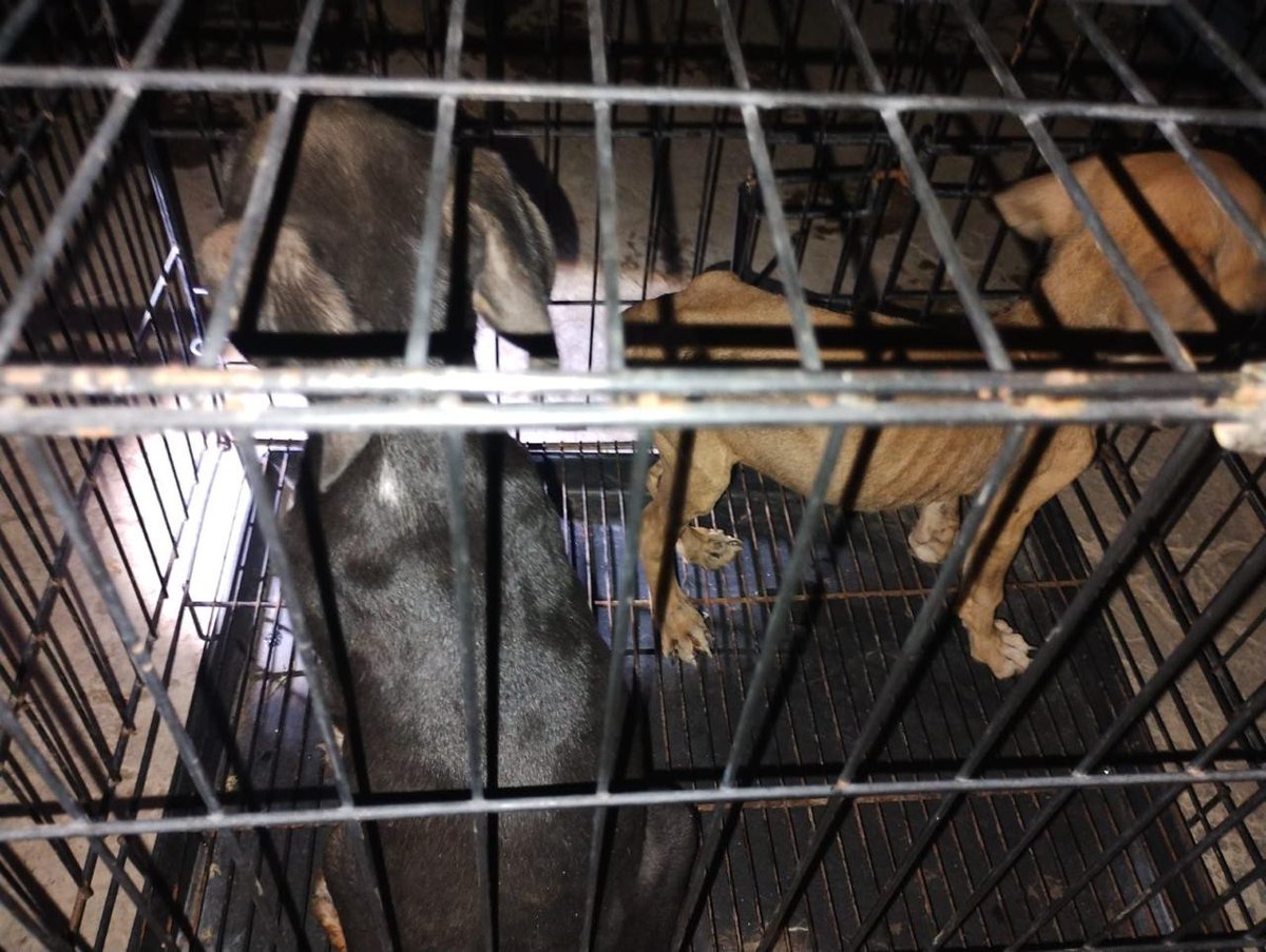 FiscaliaMich's tweet photo. 🚨⚠️ En Apatzingán, rescatamos a 7 caninos en condiciones de maltrato. hechos ocurridos en la colonia Palmira de este municipio
➡️ https://t.co/OAuiOJYFNE https://t.co/BLqQiqkc8x
