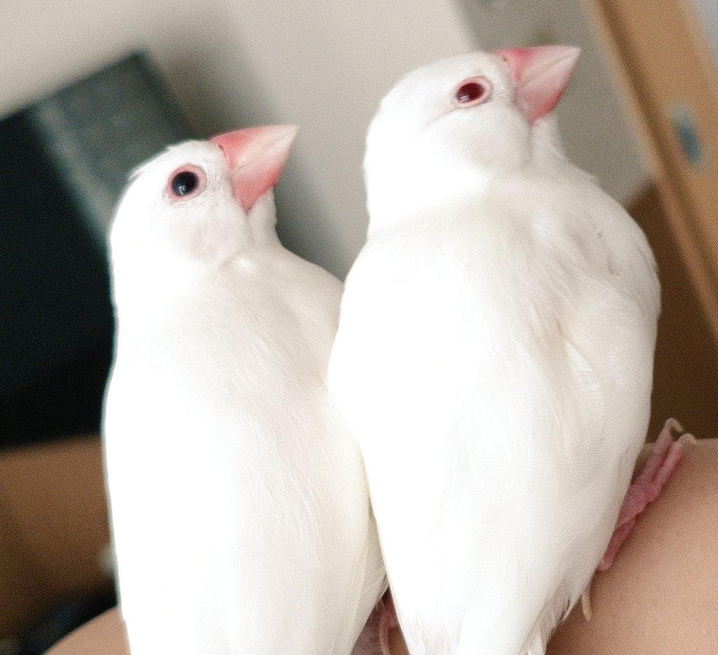 白文鳥とアルビノ文鳥の羽色が若干違うことがよく分かる写真