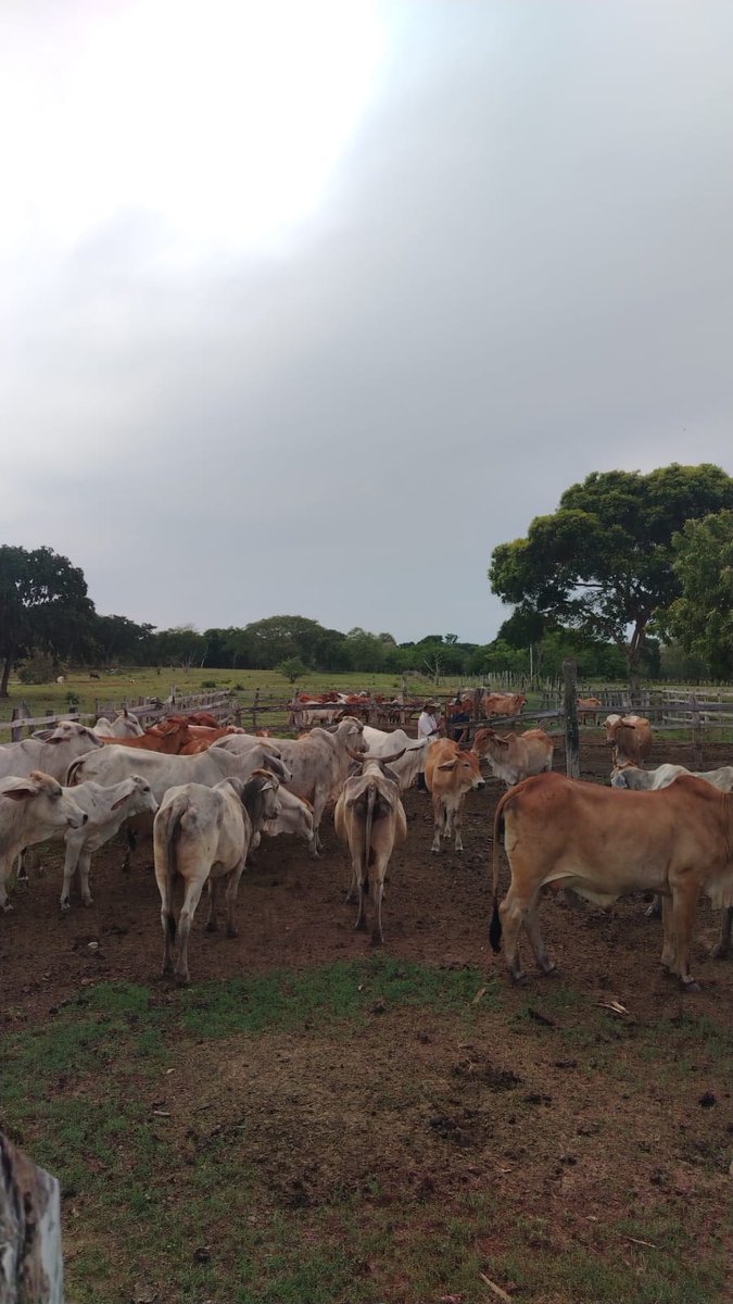 PlFedegan's tweet photo. #orgullosamenteganaderosbajo 🐄🌿 El trabajo bien hecho se refleja en cada animal. Seguimos apostándole al crecimiento del campo, al bienestar del ganado y al desarrollo de nuestra región.
@Fedegan @jflafaurie @FngFedeganPlato @PLBarraquilla @plelbanco @plariguani @PLFundacion https://t.co/xpQs5nYOaO