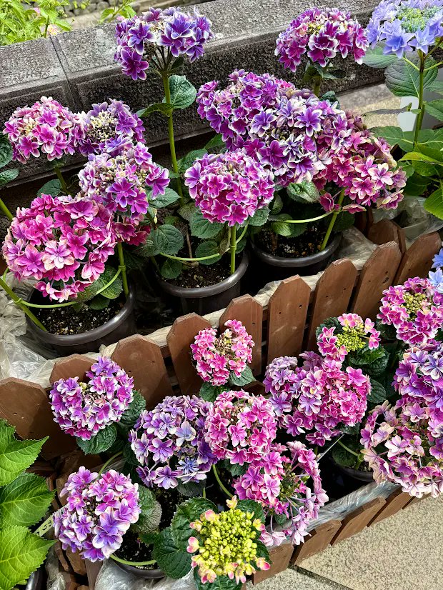6waves_jp's tweet photo. 街で #紫陽花 を見かける季節になりましたね☂🐸

雨の日でも、色鮮やかに咲く紫陽花を見ると少し気分が明るくなります🌸
みなさんはもう見かけましたか？ https://t.co/SLw3TAXpx1