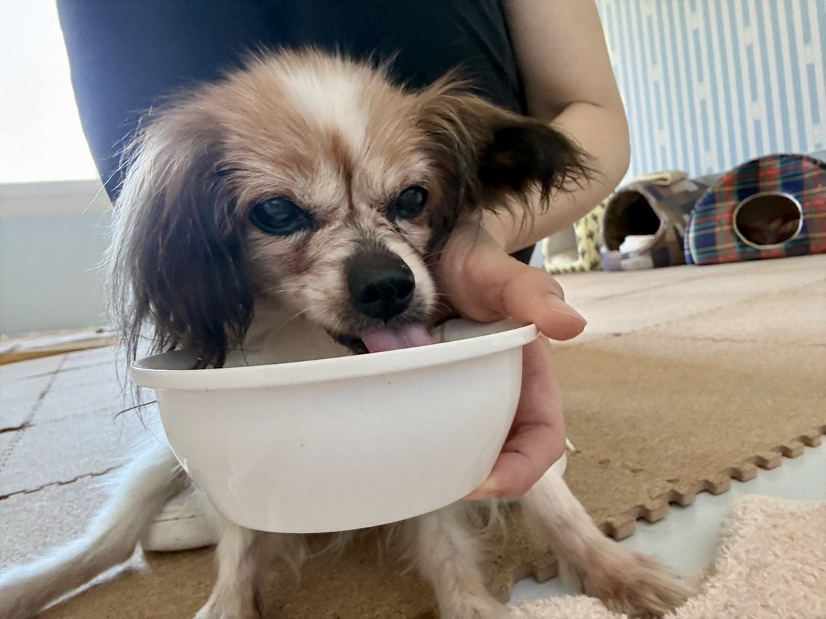 daigolotus's tweet photo. しっかり者のマリンちゃんは水分補給も怠りません✨️
お水を近くに持っていってあげると上手にゴクゴク🎶とおいしそうに飲んでくれます☀️
 #老犬介護　 #老犬ホーム https://t.co/60zzn4xdB1