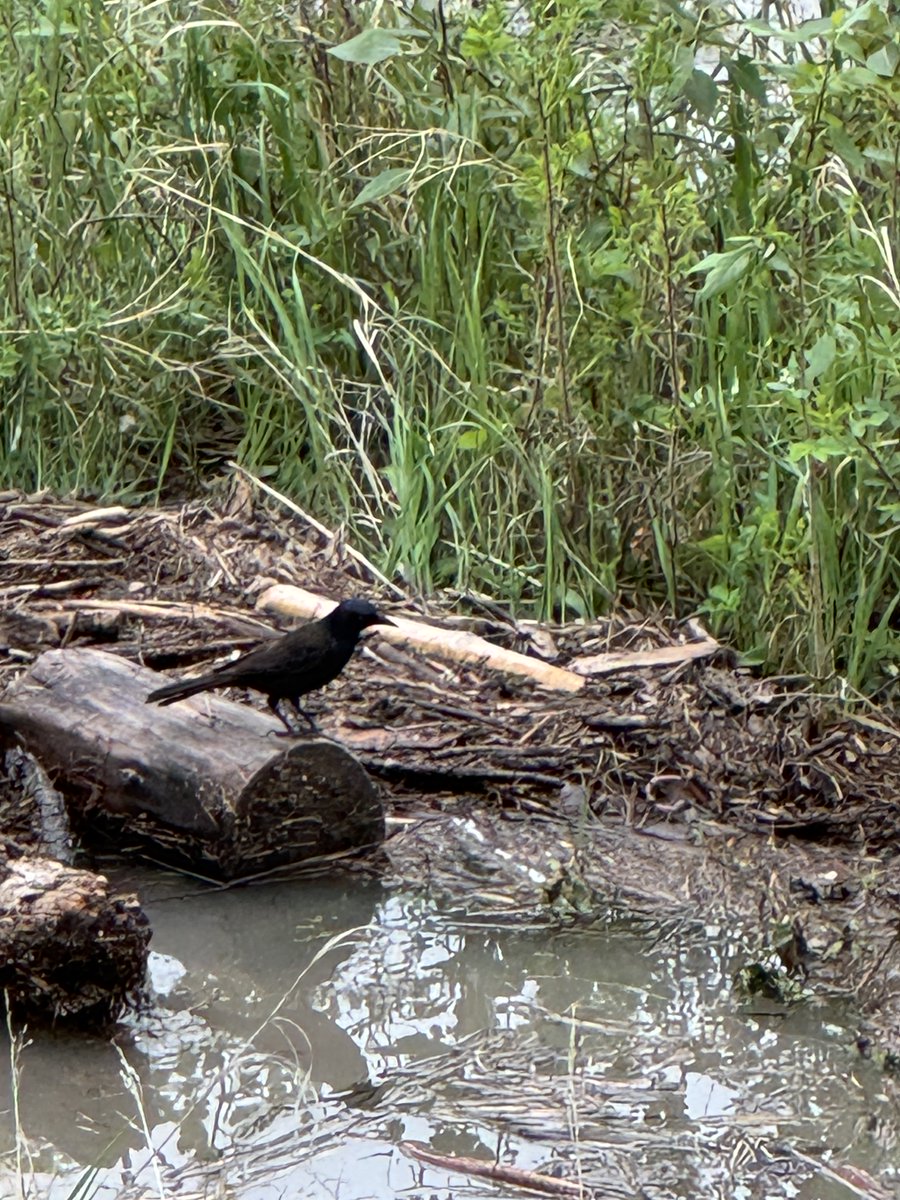 SLB_211's tweet photo. A Brewers Blackbird couple 💙💜🤎 https://t.co/go8PEjOajp
