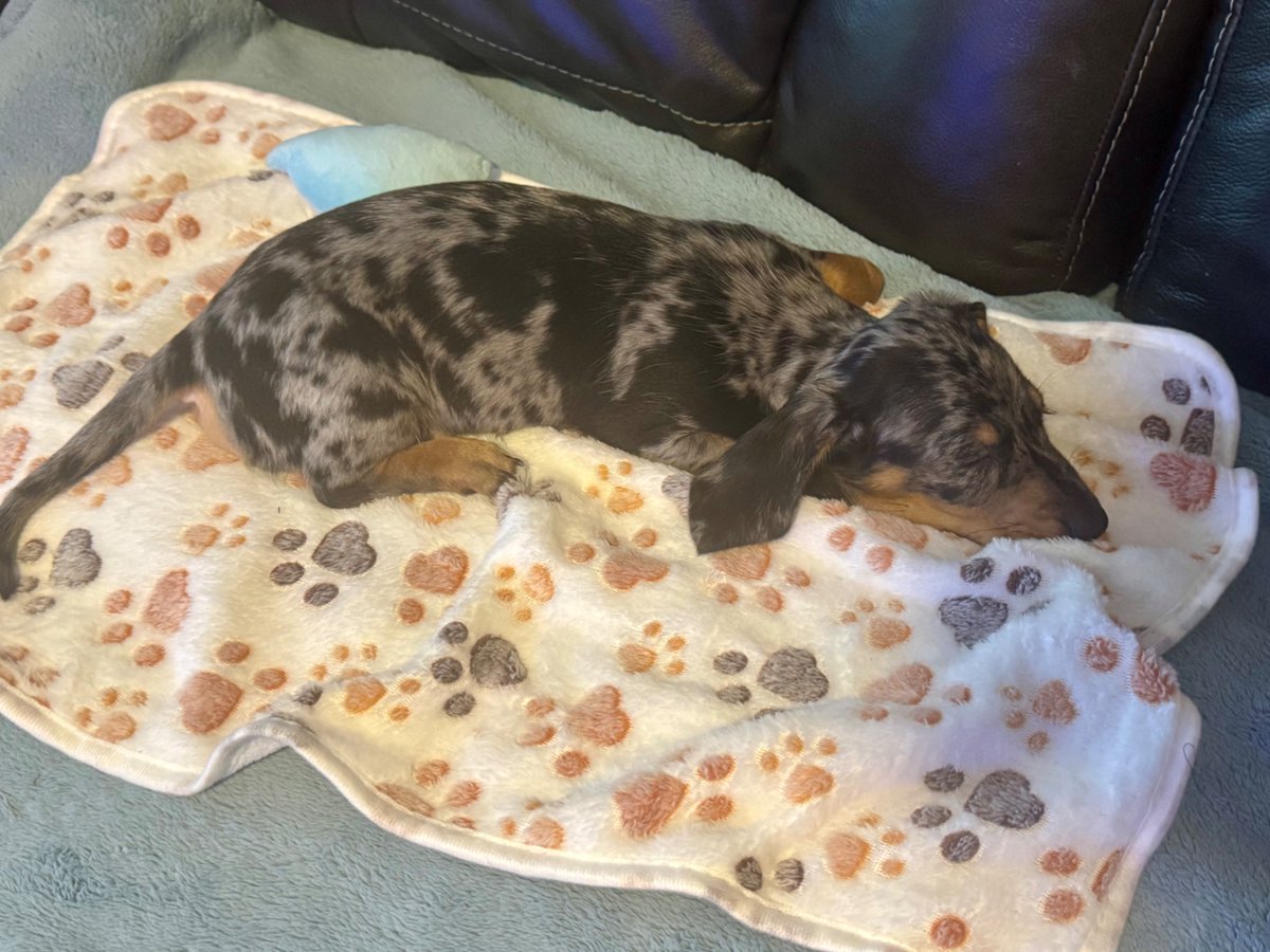 paulrb22's tweet photo. @mattrife What about a  VIP ticket where we pay to bring the  newly adopted pup and the meet and greet is for you to meet and give them a name?? https://t.co/5fzInfdRg2