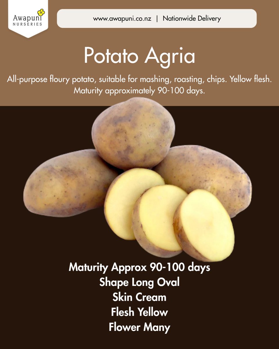 Grow_Awapuni's tweet photo. High-Yield Seed Potatoes for Chitting Now https://t.co/418oah4cox