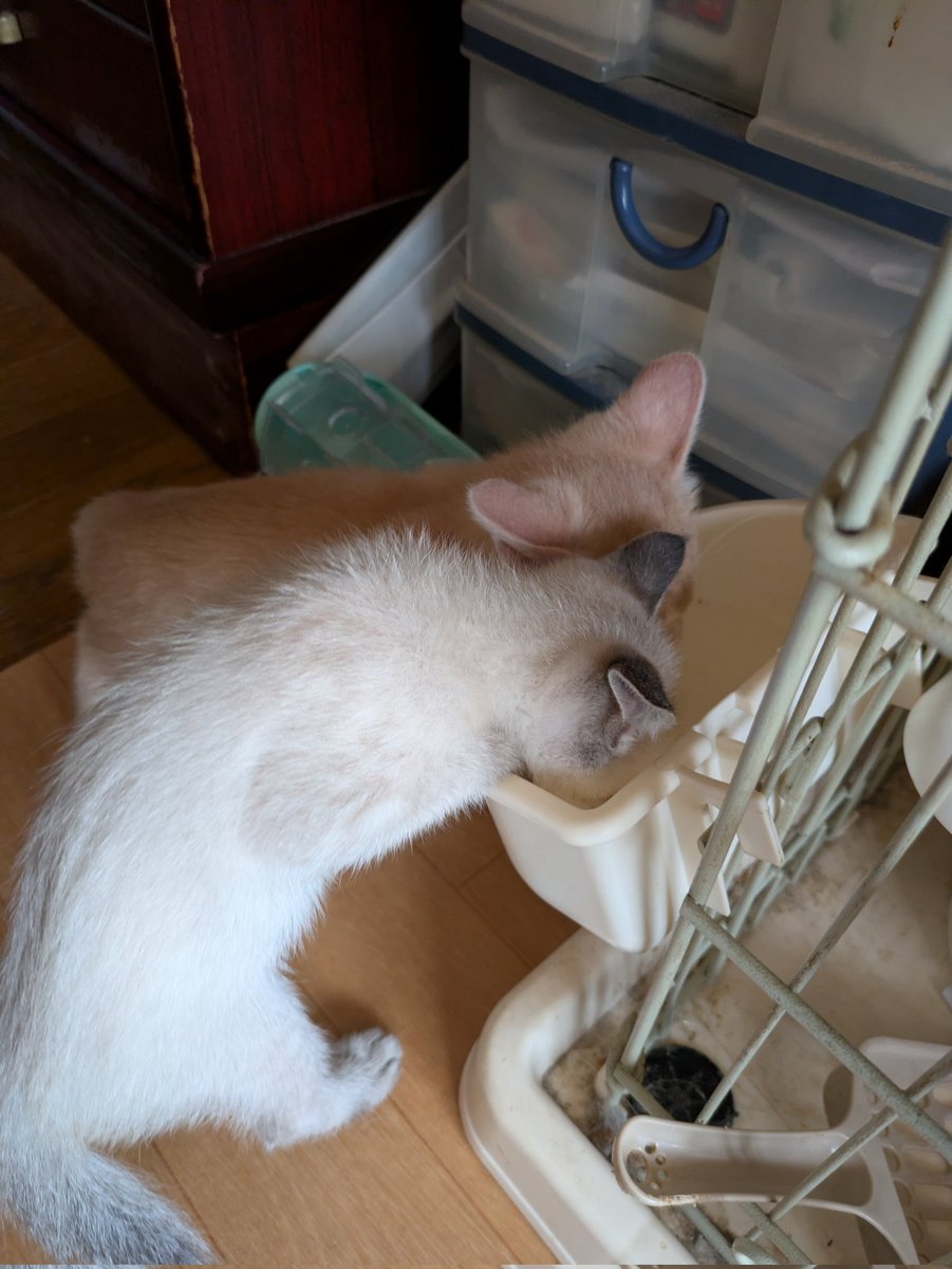 Graywindmsgo's tweet photo. ちょっとシャム猫も入ってんのかな https://t.co/JBHelYUyZO