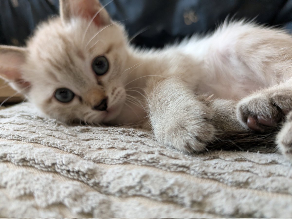 Graywindmsgo's tweet photo. ちょっとシャム猫も入ってんのかな https://t.co/JBHelYUyZO