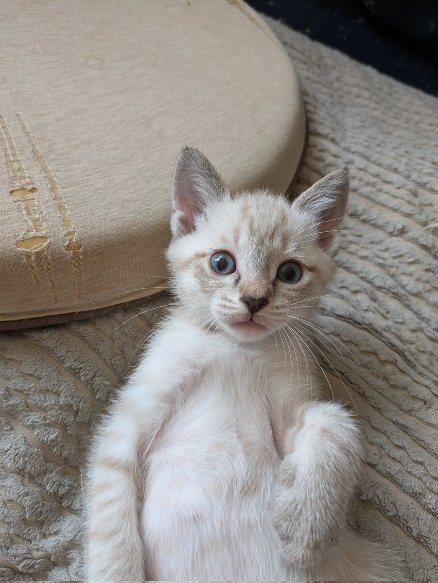 Graywindmsgo's tweet photo. ちょっとシャム猫も入ってんのかな https://t.co/JBHelYUyZO