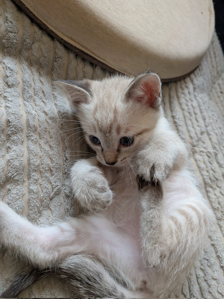Graywindmsgo's tweet photo. ちょっとシャム猫も入ってんのかな https://t.co/JBHelYUyZO