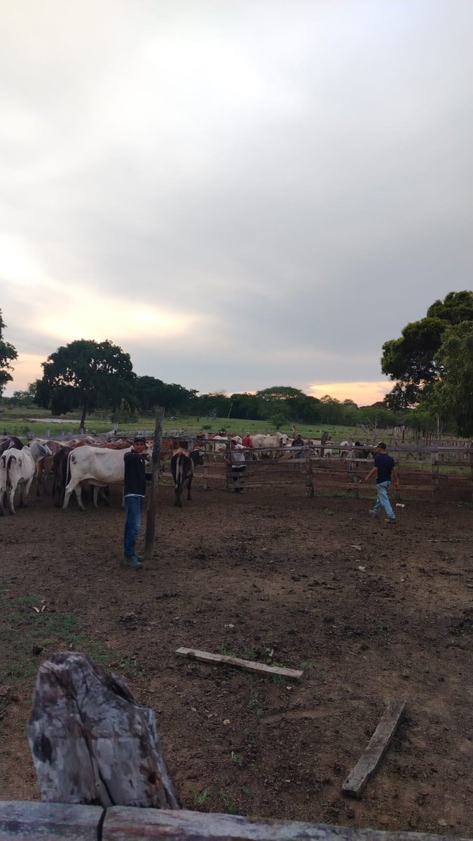 PlFedegan's tweet photo. #orgullosamenteganaderosbajo Entre corrales, ganado y esfuerzo diario, seguimos construyendo progreso para el campo. 🌿🤠🐂.
@Fedegan @jflafaurie @FngFedeganPlato @PLBarraquilla @plelbanco @plariguani @PLFundacion @pivijaypl https://t.co/6W5ECHSYQU