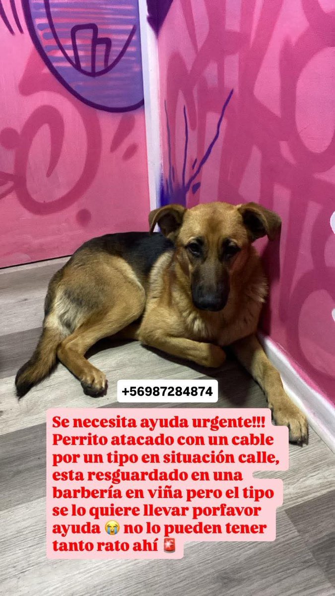 BrendaEtchegar1's tweet photo. Busca a su familia éste perry u hogar temporal Lo está pasando mal con un indigente, está en Viña centro 🙏🙏🙏 987284874 @AnimalParaiso @AdopCalleValpo @fund_quiltro @PerrosPlazaHuem @callejeritosDLV https://t.co/oDS3iR14Ea