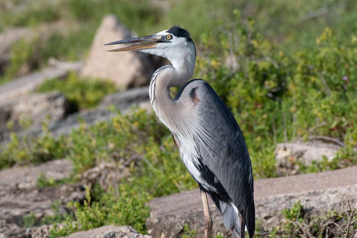 Saffron_Moth's tweet photo. freaky ass heron https://t.co/ymFo2JoOJW
