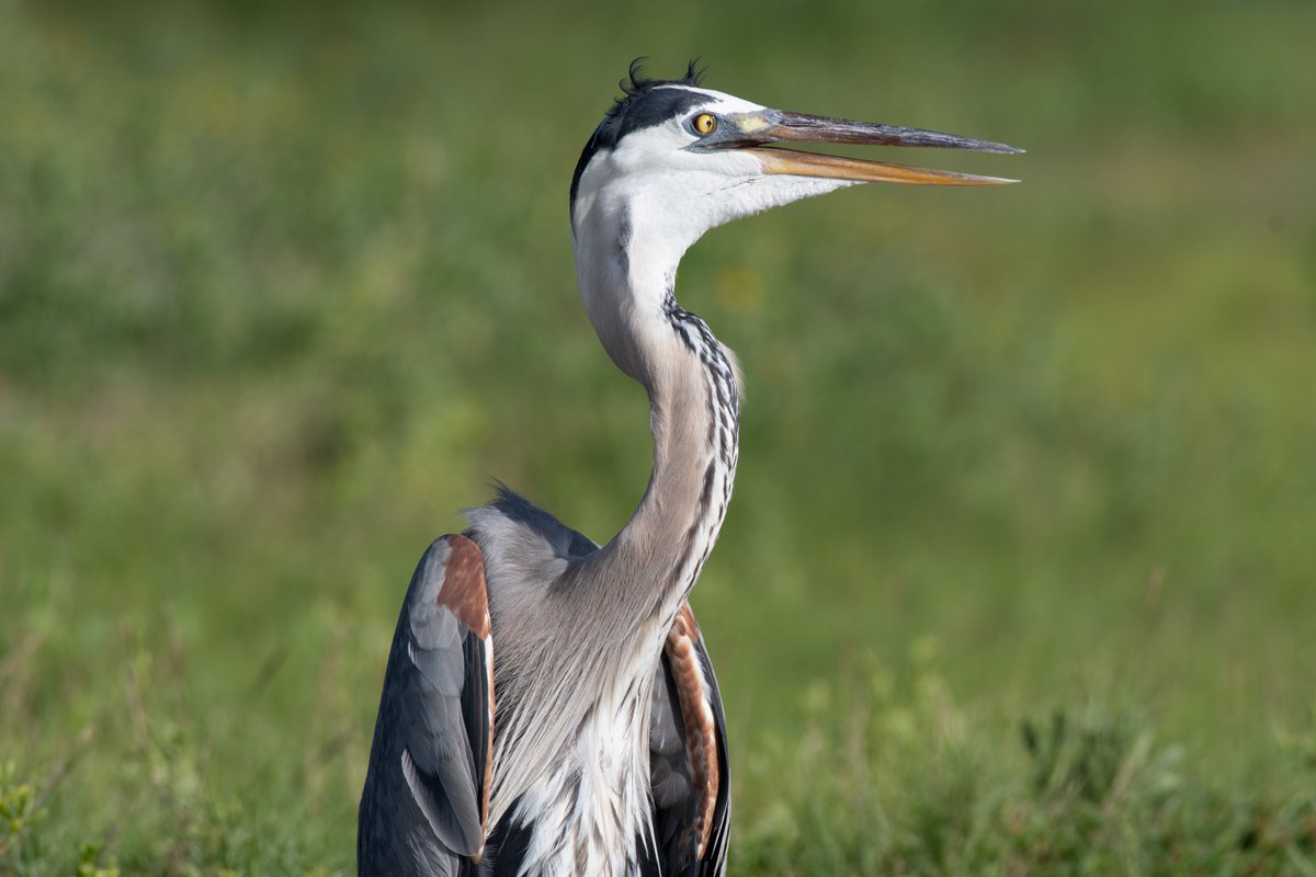 Saffron_Moth's tweet photo. freaky ass heron https://t.co/ymFo2JoOJW