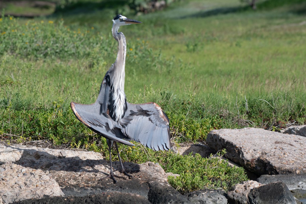 Saffron_Moth's tweet photo. freaky ass heron https://t.co/ymFo2JoOJW