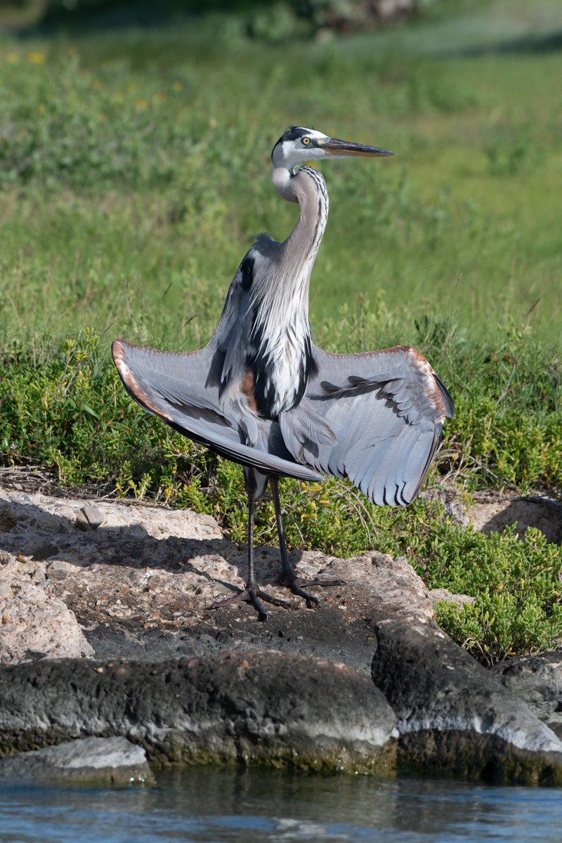 Saffron_Moth's tweet photo. freaky ass heron https://t.co/ymFo2JoOJW