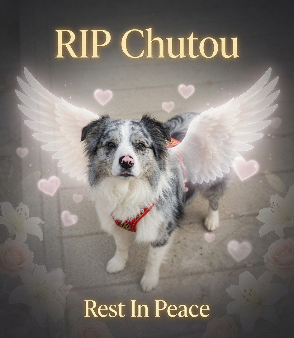 TheRealMadOx's tweet photo. 🧵 A popular Border Collie in China named Chutou had over 1.5 million followers on Douyin. He got stolen, sold for about 25 bucks, and ended up eaten at a dog meat restaurant. 

His owner Guo is a travel blogger who took the dog everywhere with him. While Guo was away, somebody grabbed Chutou right out of the family yard in Henan. Camera footage caught two people putting him on an electric bike. 🧵1/3