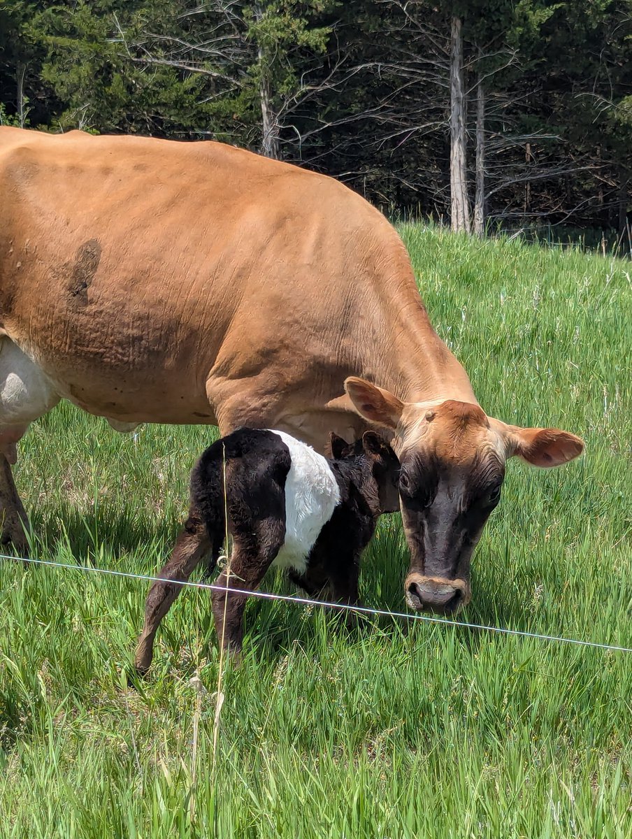 the_real_mathis's tweet photo. New babies mean more milk. 

We're getting 7+ gallons a day with our two jerseys now. And that's with the calf sharing. https://t.co/IKl3GI6bs5
