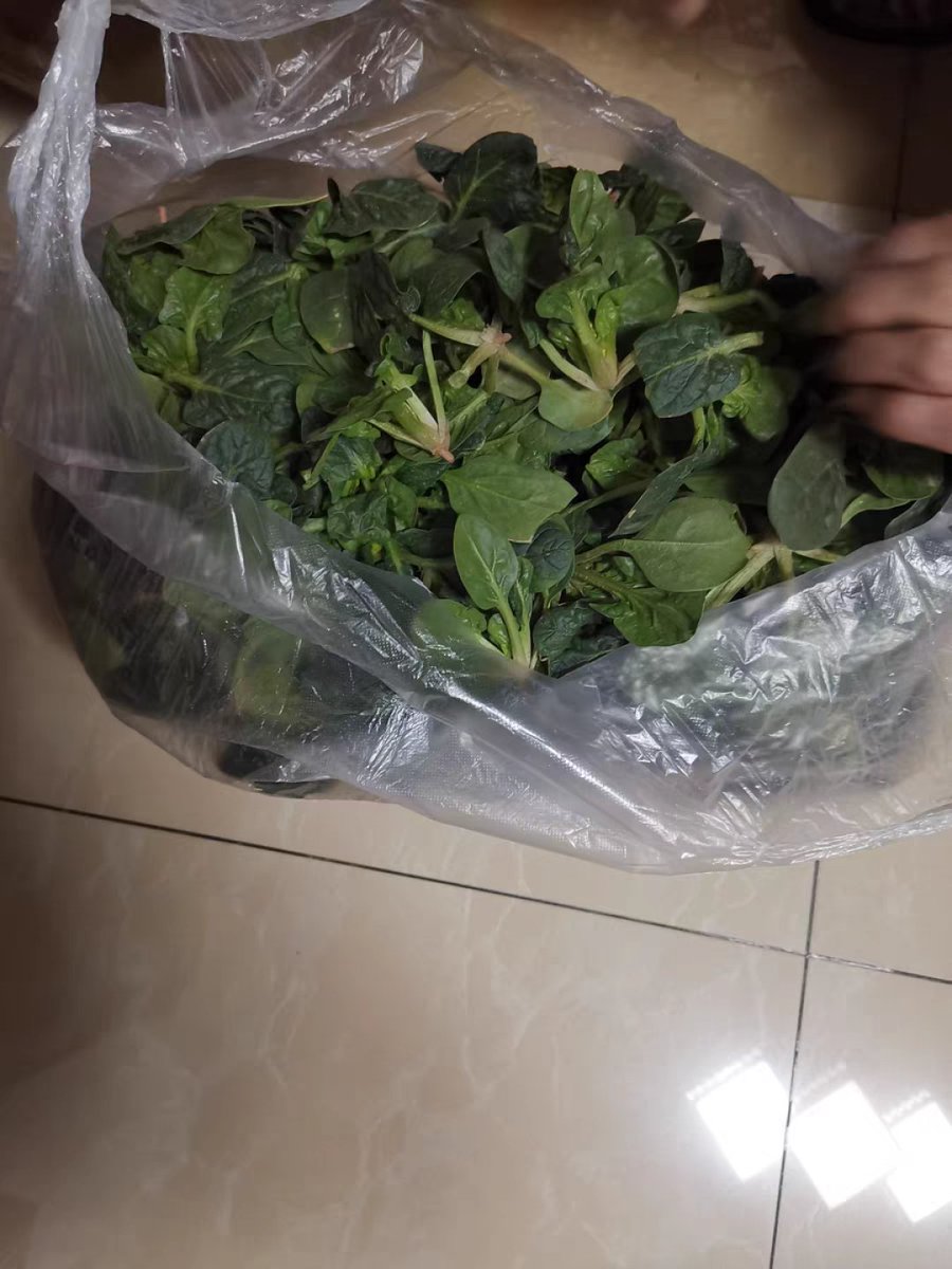 YanaK19's tweet photo. Fresh farm-grown organic spinach u0026 cherry tomatoes just restocked at our local market! Perfect for your weeknight salads or stir-fries  Swing by to grab yours today! https://t.co/SKMt5AeQFx