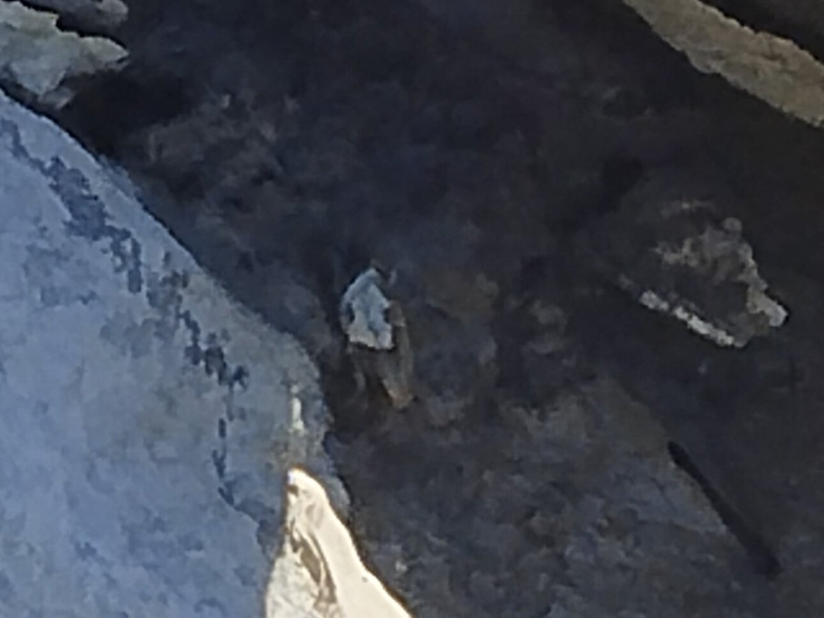 jayofthetrees's tweet photo. Things I didn't expect to see today. 

Crabs. https://t.co/MY7vAEracy