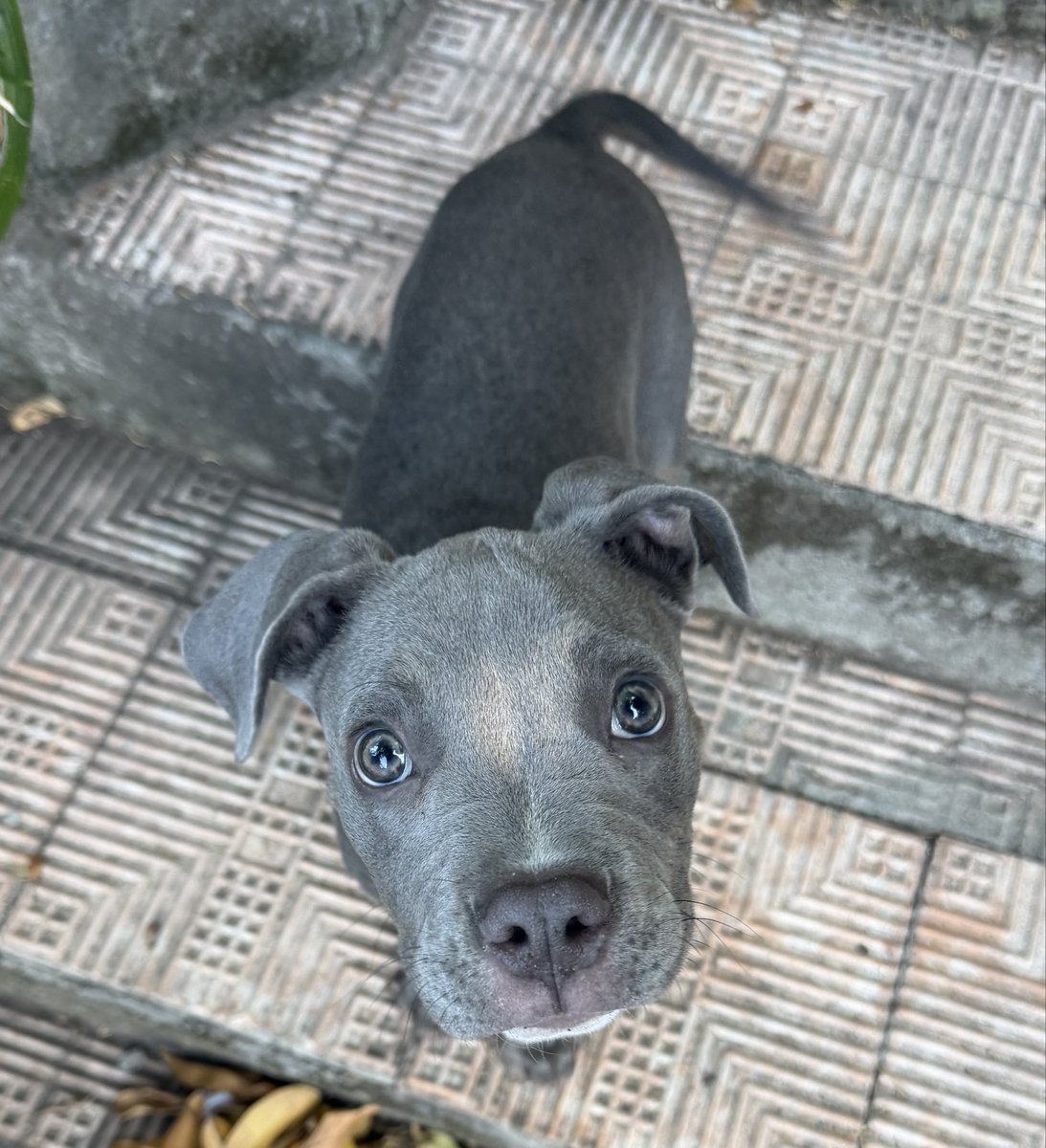 viticodoc's tweet photo. Por el aspecto que raza será stanford o pit bull ? Tiene 4 meses . https://t.co/WQHBsm222i