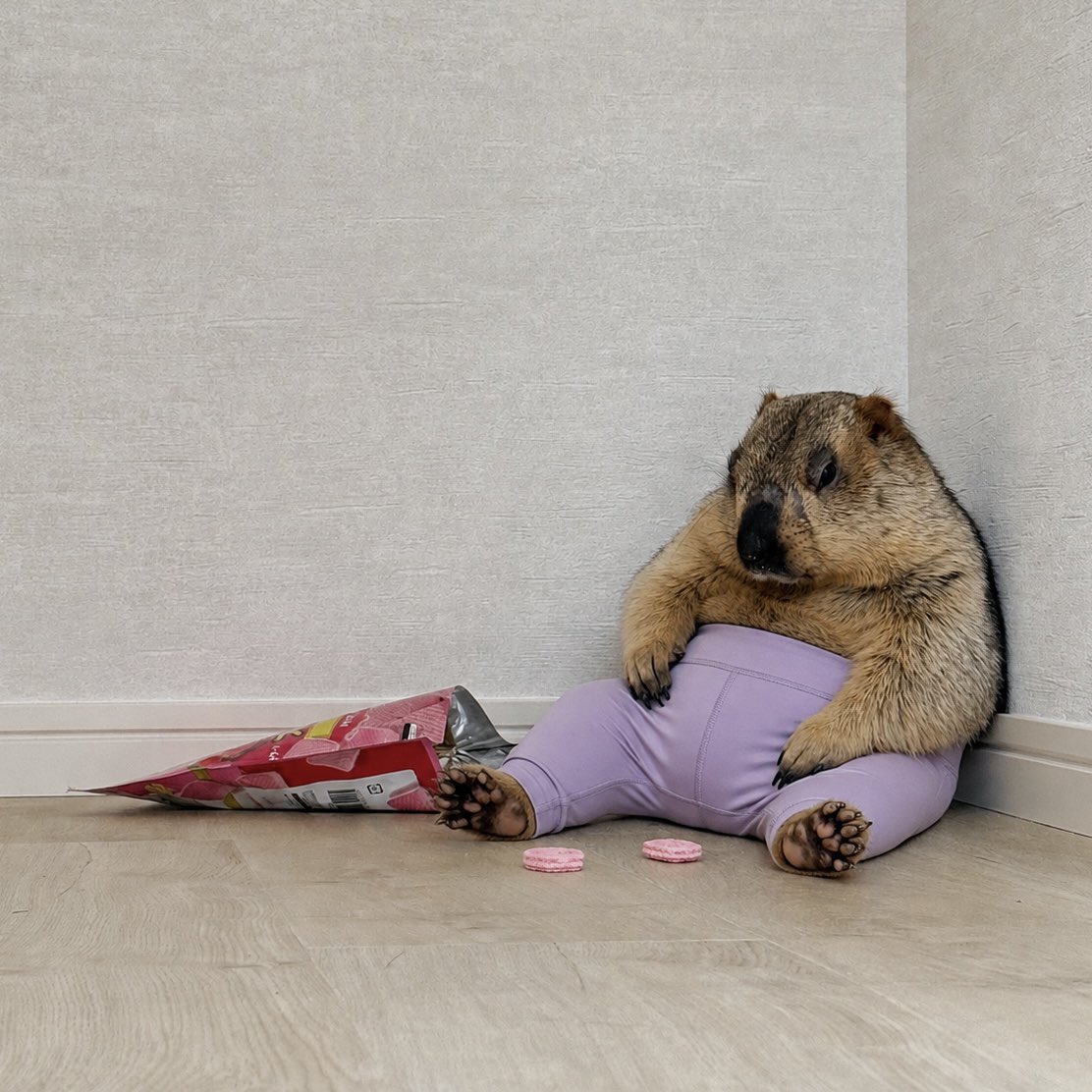 dr_marmot_'s tweet photo. 人間らしくなると話題のヨガパンツをマーモットのまもちにやってみた結果 https://t.co/5sTVDSt7Lk