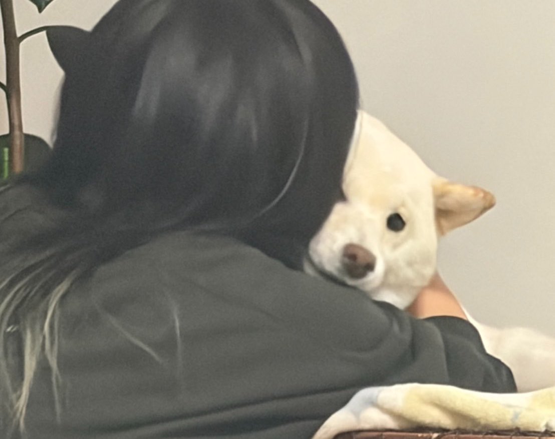 KotaroShiba1025's tweet photo. だる絡み許してくれるタイプの柴犬 https://t.co/BwyYnOn6LM